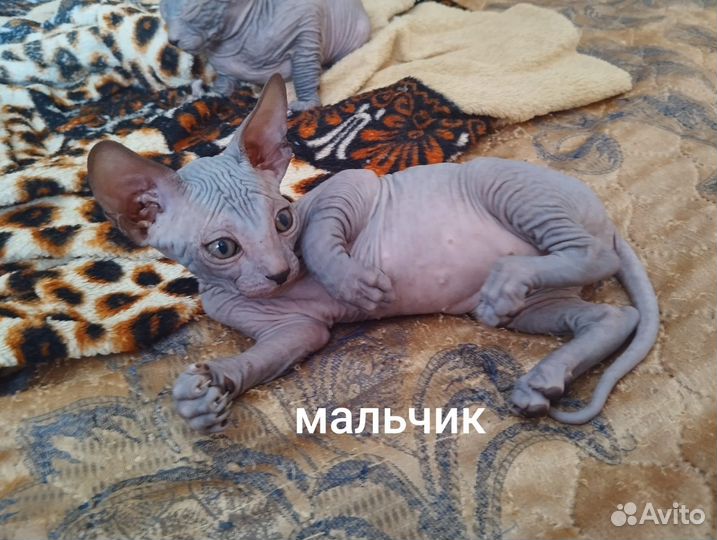 Донской сфинкс