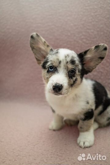 Корги кардиган мальчик