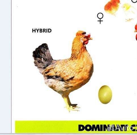 Инкубационное яйцо Куры доминант