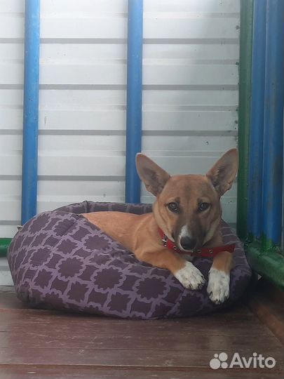 Собачка для души