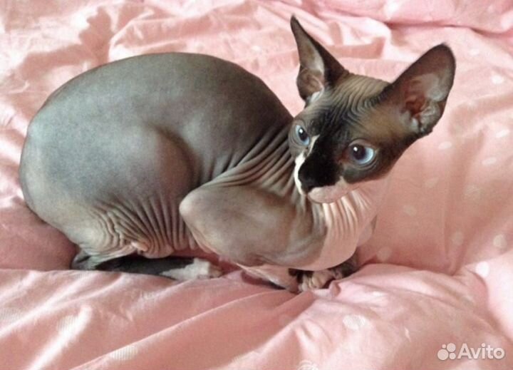 Канадский сфинкс