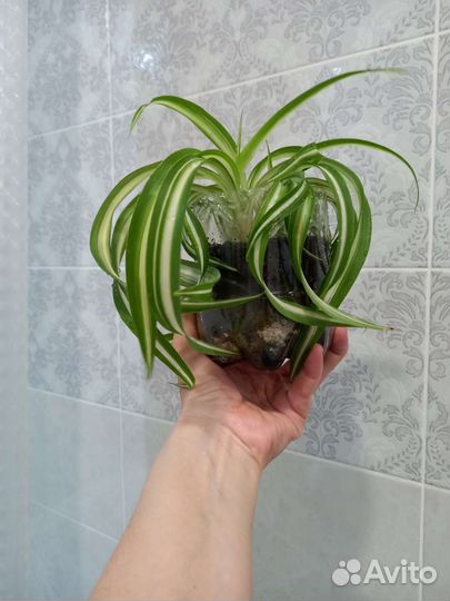 Хлорофитум кудрявый