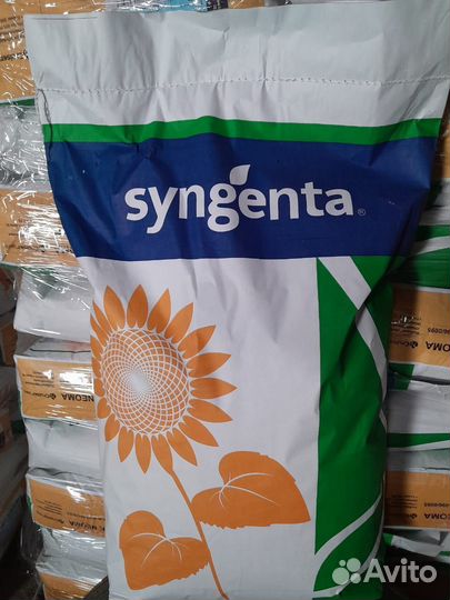 Семена подсолнечника