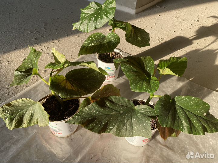 Комнатные цветы