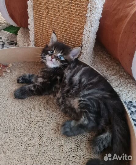 Котенок мейнкун мальчик полидакт 66х66