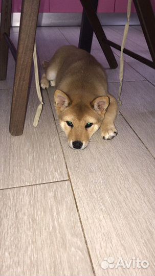 Вязка Сиба Ину