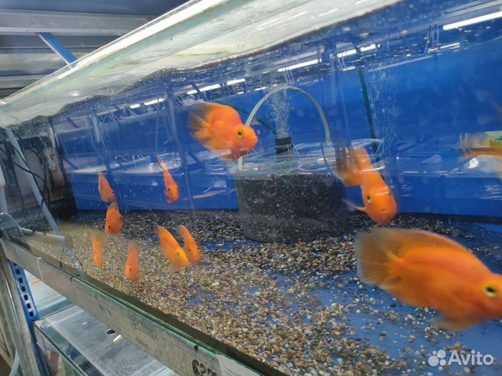 Красивые аквариумные рыбки