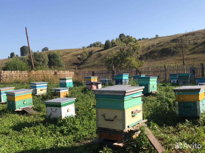 Мед таежное, полевое разнотравье