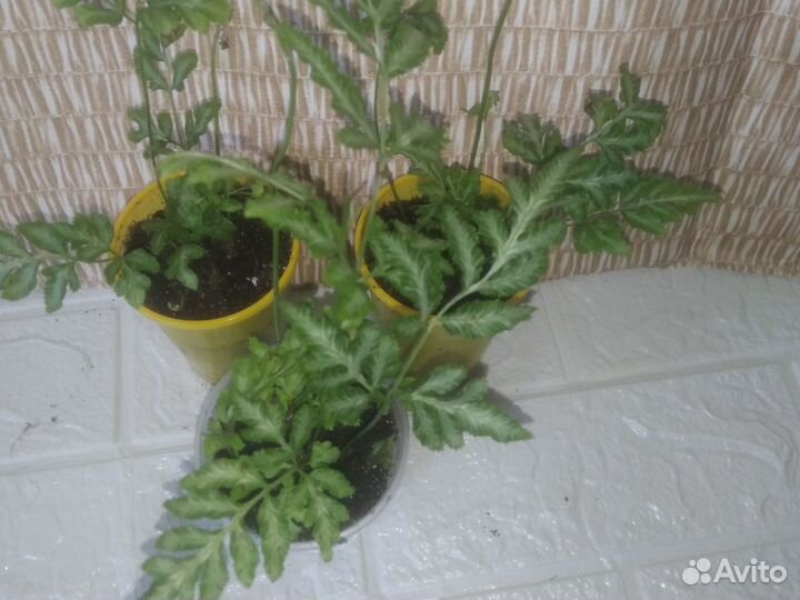 Папоротник птерисы