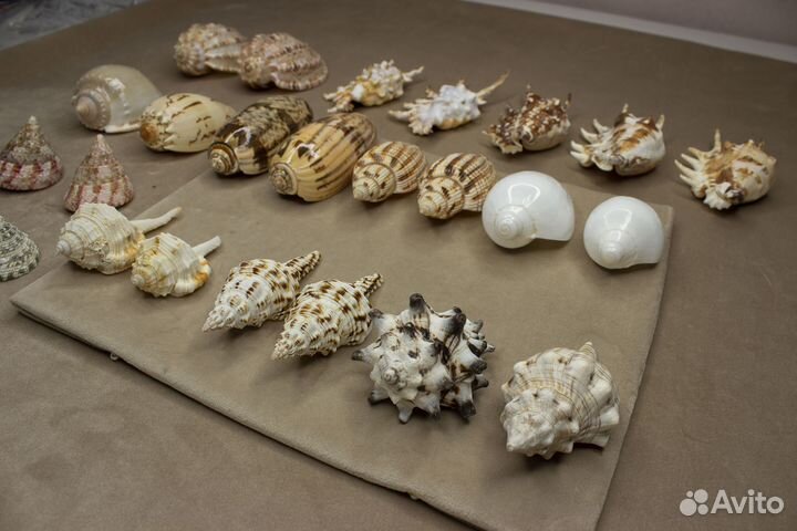 Морские ракушки разные 50-170р/шт