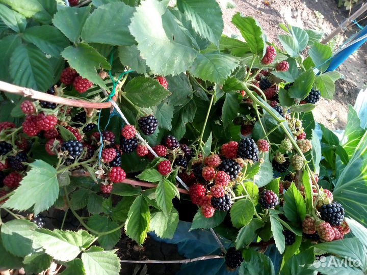 Смородина красная, черная, белая, ежевика