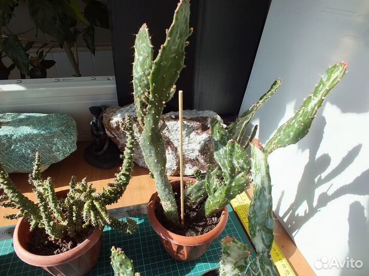 Кактусы Суккуленты Опунции вариегатные + №2