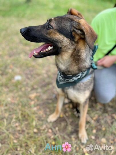 Собака Берта в добрые руки