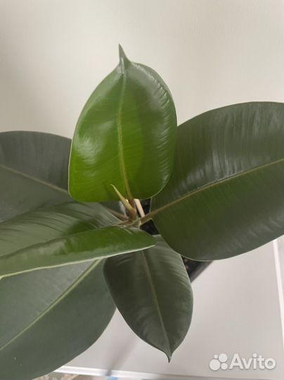 Фикус каучуконосный