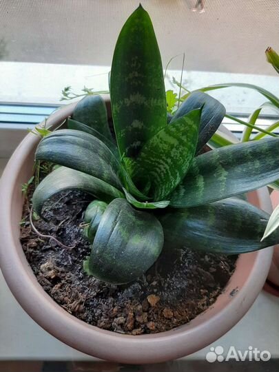 Сансевиерия