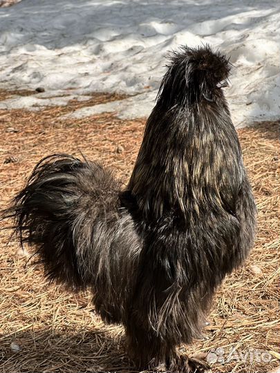 Петух Китайский шелковый