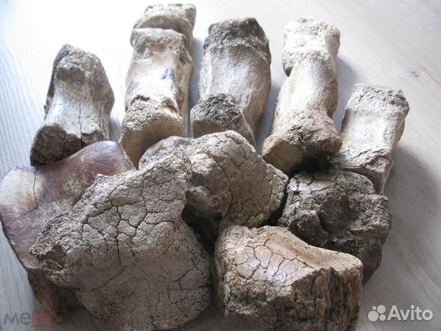 Мамонт, кости ноги №5 палеонтология