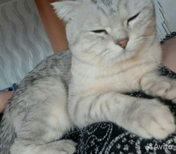 Шотландский кот вязка