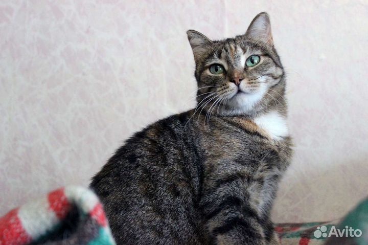 Кошка Анфиса