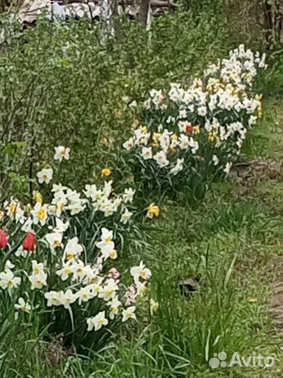 Луковицы нарциссов