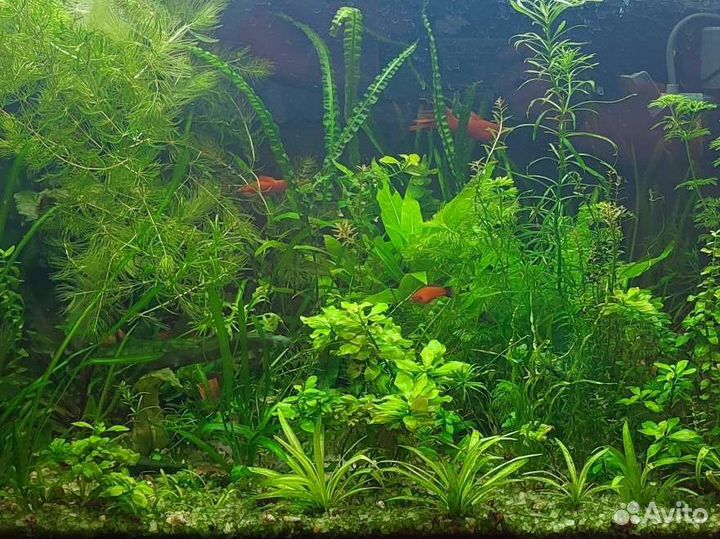 Аквариумные растения