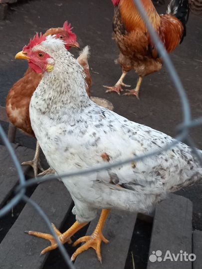 Молодые петушки