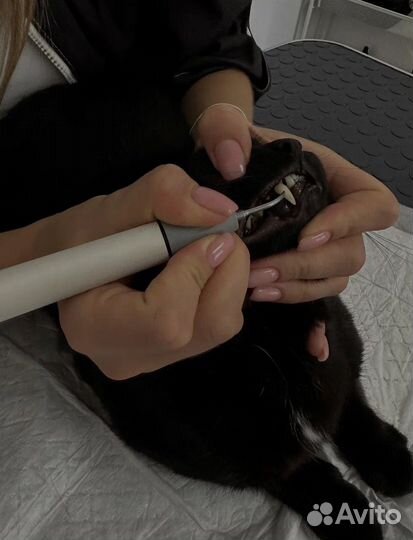 Чистка зубов собакам без наркоза