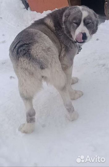 Алабай бесплатно