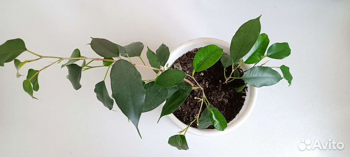 Фикус Бенджамина