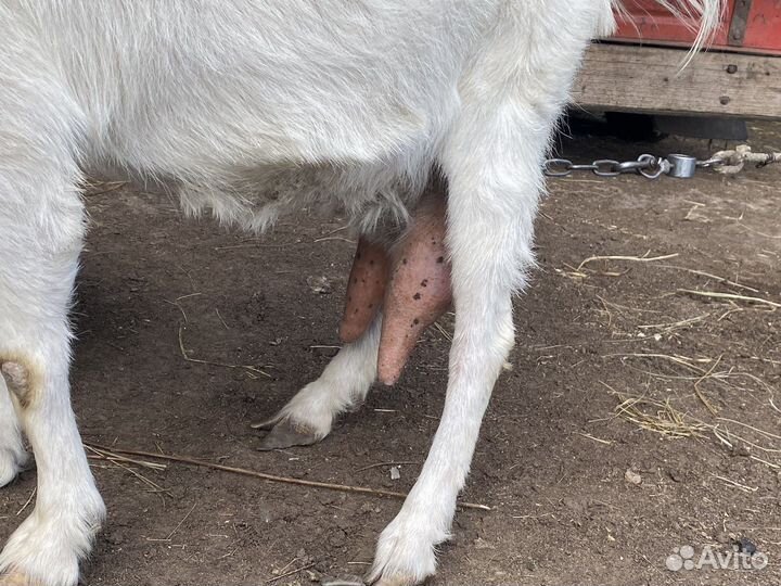 Коза и козел