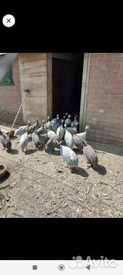 Инкубационное яйцо цесарки