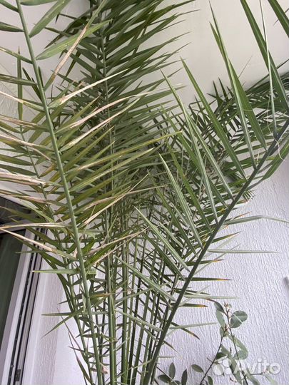 Финиковая пальма