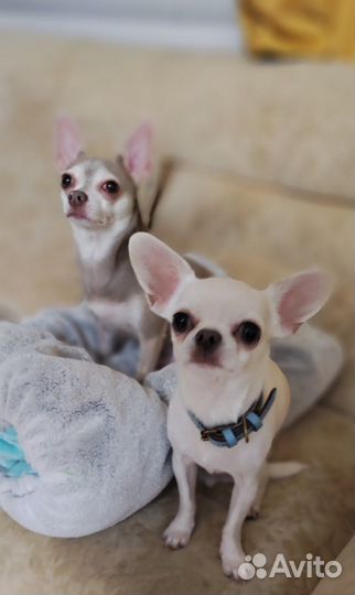 Передержка домашних животных