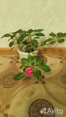 Бальзамин махровый