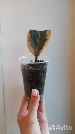 Комнатные цветы (фикусы, шеффлера)