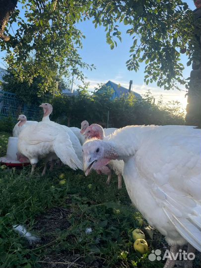 Индюк. Мясо индейки