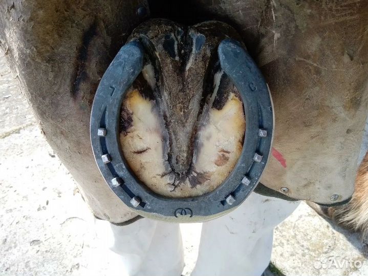 Ковка, расчистка лошадей