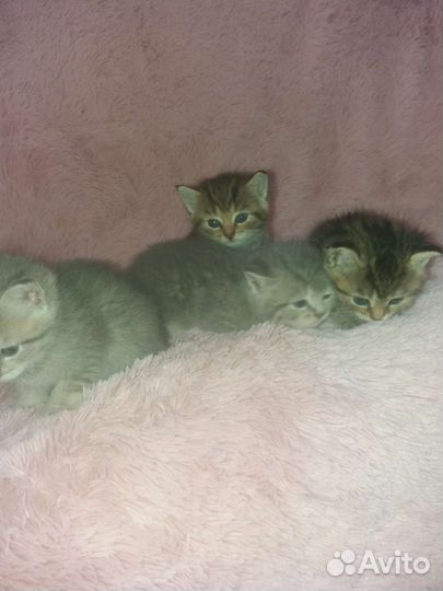 Шотландские котята