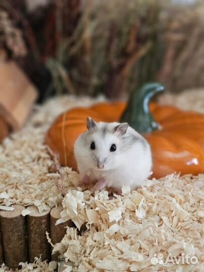 Джунгарский хомяк редкого окраса империал
