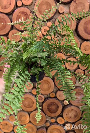 Папоротник нефролепис