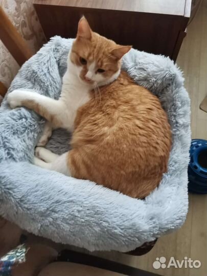 Котик Томас