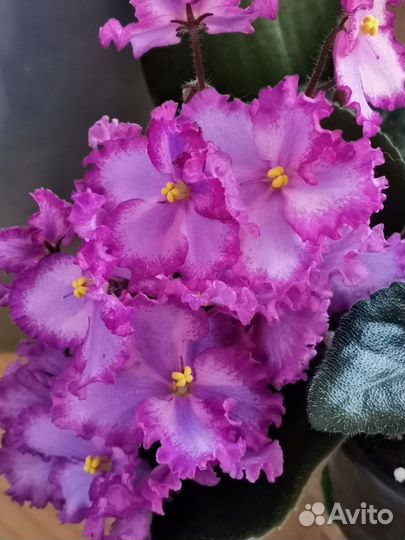 Сортовые фиалки