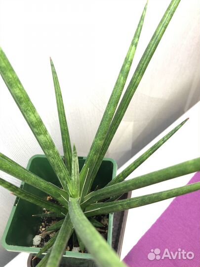 Сансевиерия францизи(francisii)