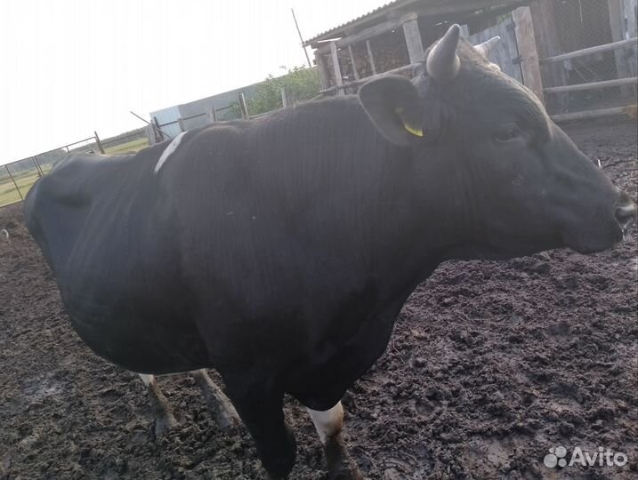 Бык на племя