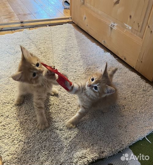 Рыжий котенок