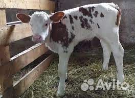 Продам телят