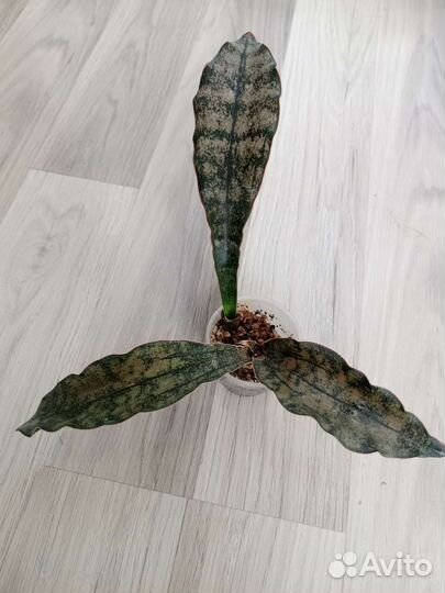 Сансевиерия