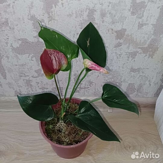 Антуриум двухцветный свит дрим цветущий