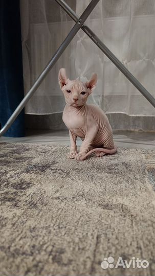 Котята сфинкс эльф