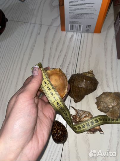 Ракушки набор